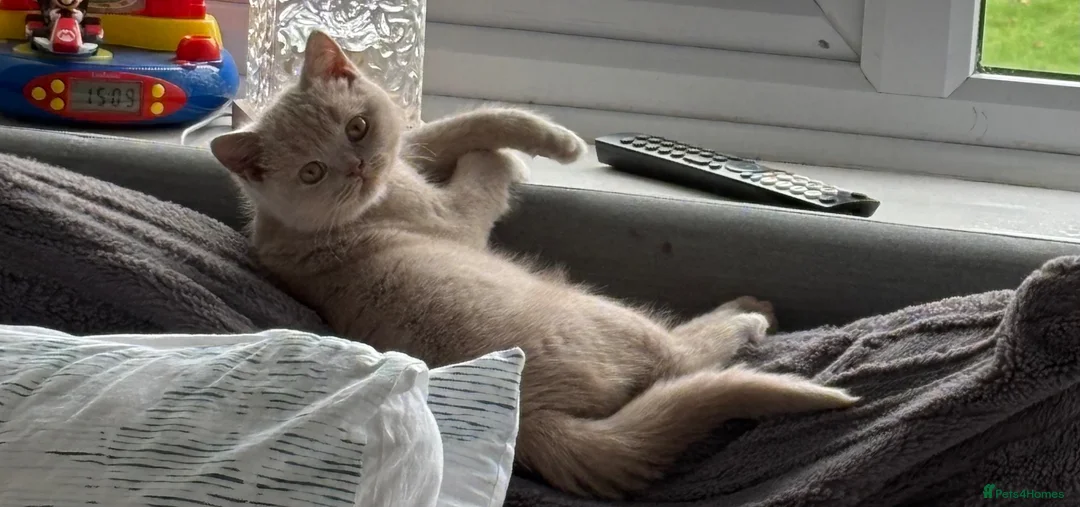 British Shorthair cats for sale: Fawn British short hair kitten six months old  in Harrow - Advert 6