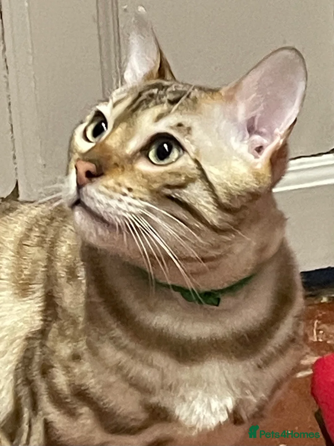 Bengal cats for sale: Outstanding pedigree Bengals - Advert 6