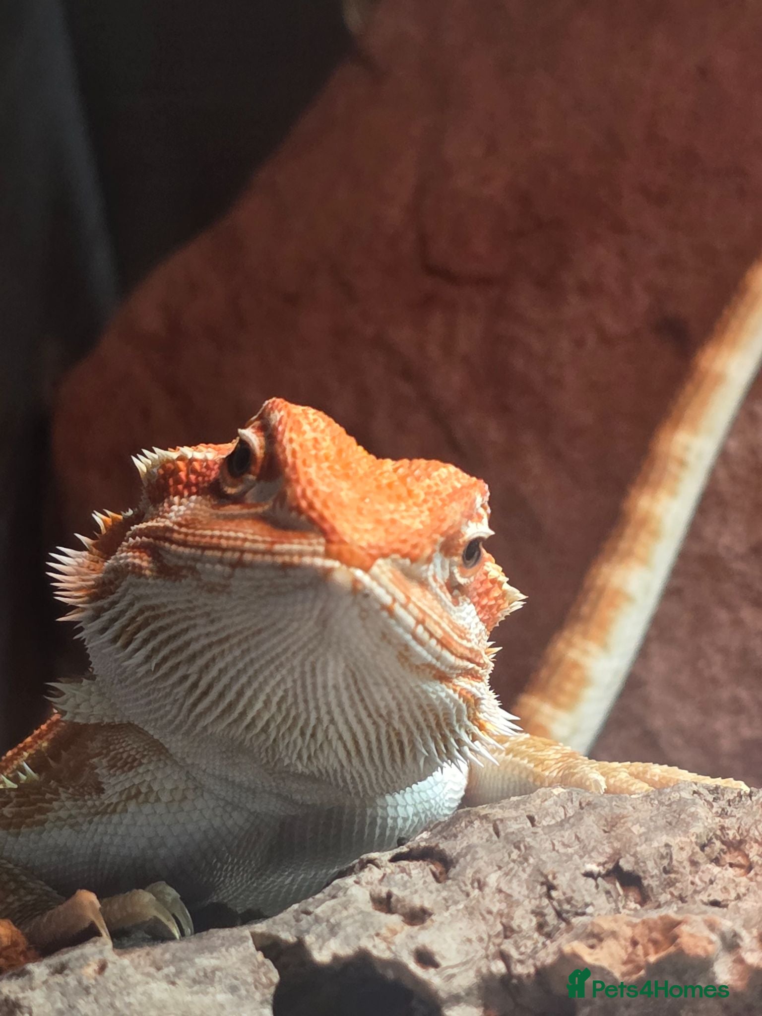 Bearded Dragon reptiles Beautiful male bearded dragon  - Advert 6