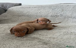 Dachshund dogs for sale: Beautiful dachshund puppies  - Image 16