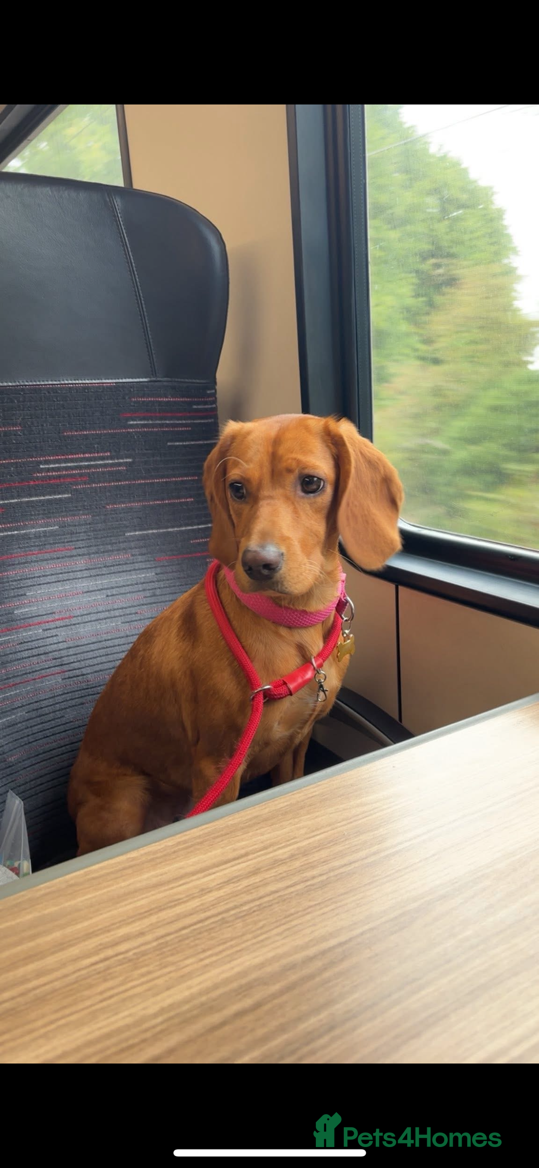 Cockerdor dogs for sale: Cockerdor puppies - Advert 1