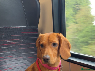 Cockerdor dogs Cockerdor puppies - Advert 1