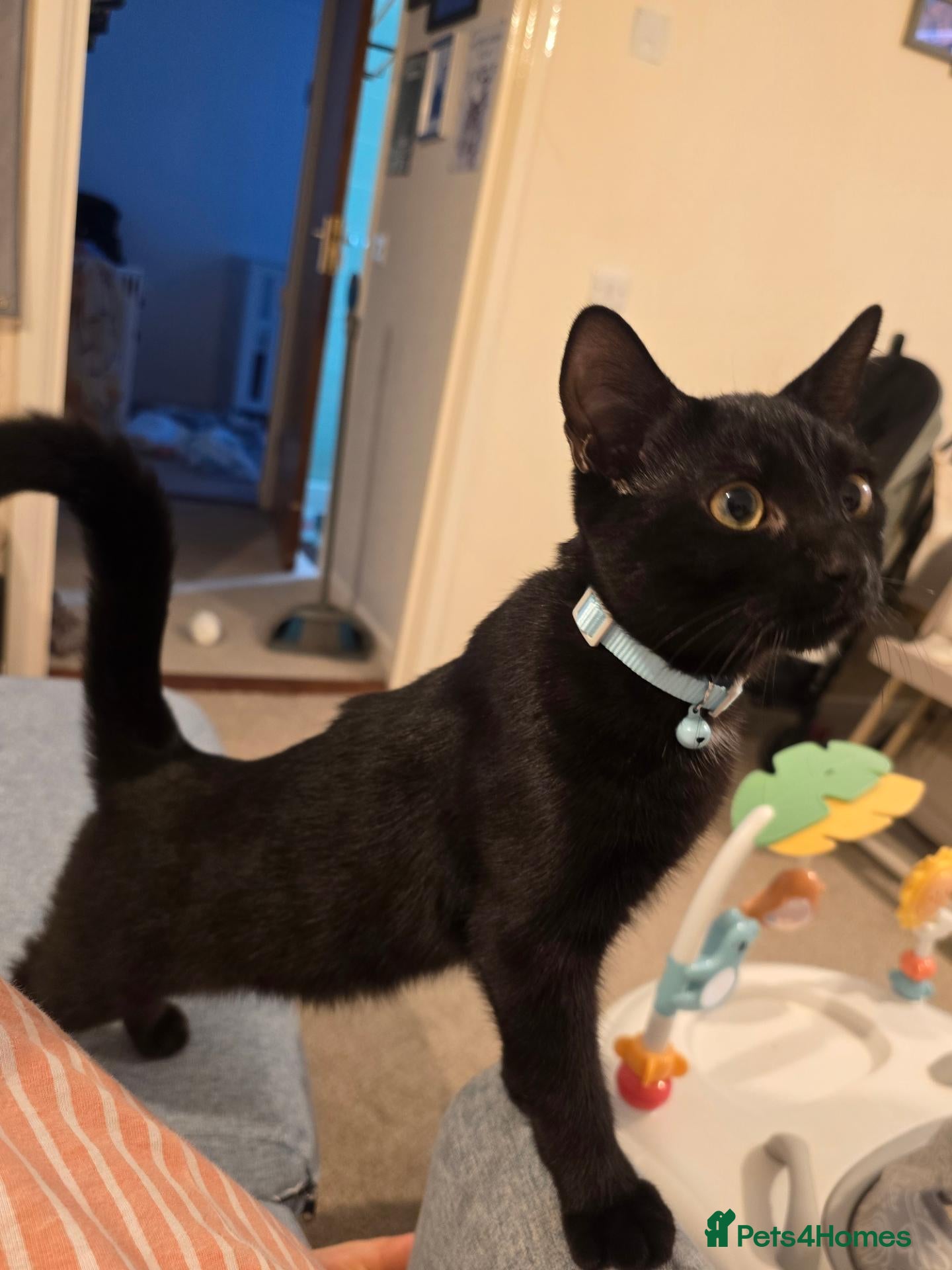 Bengal cats Male Bengal Mix Kitten 4 Months Old - Advert 1