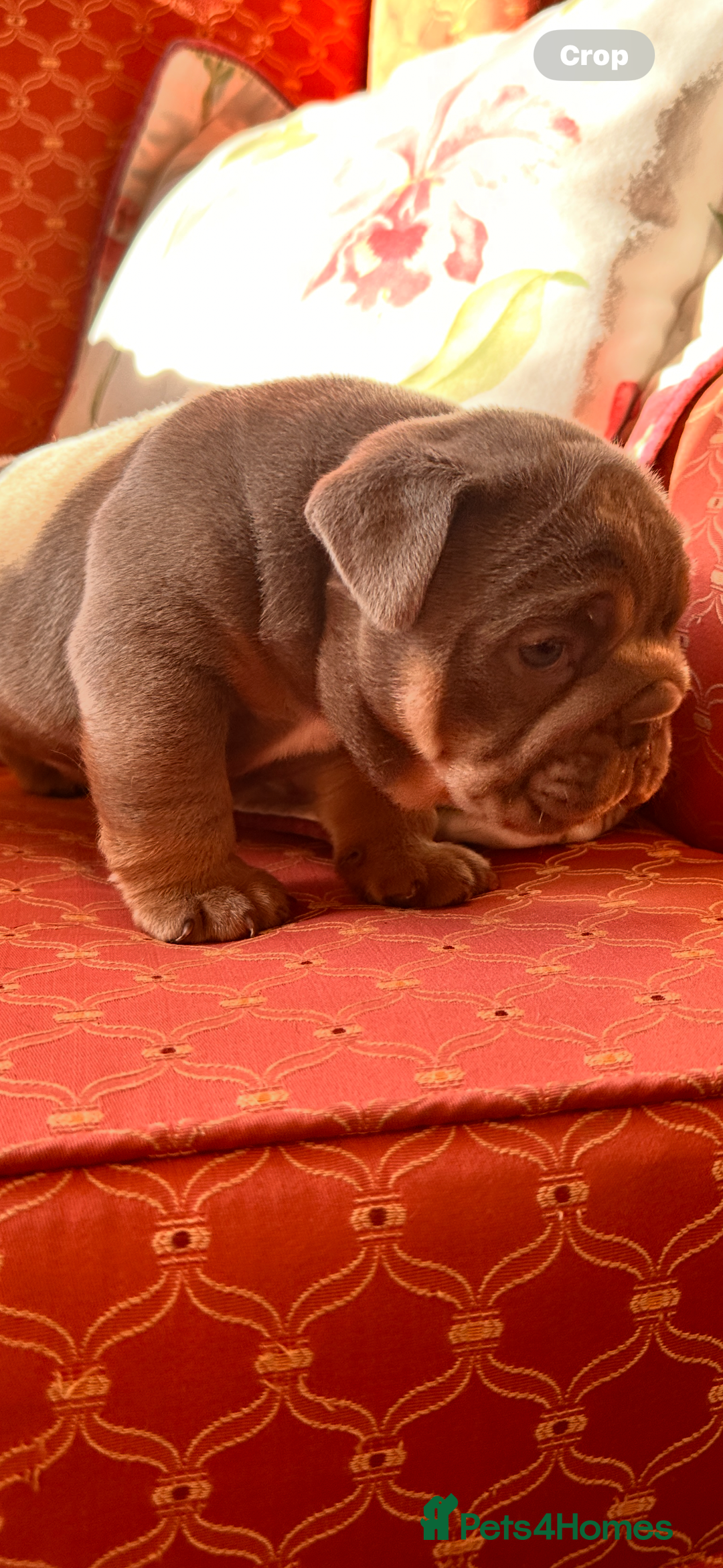 English Bulldog dogs for sale: English bulldogs  - Image 3
