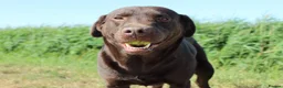 Labrador Retriever dogs for sale: Lovely, well bred Working Type Chocolate Lab.  - Advert 8