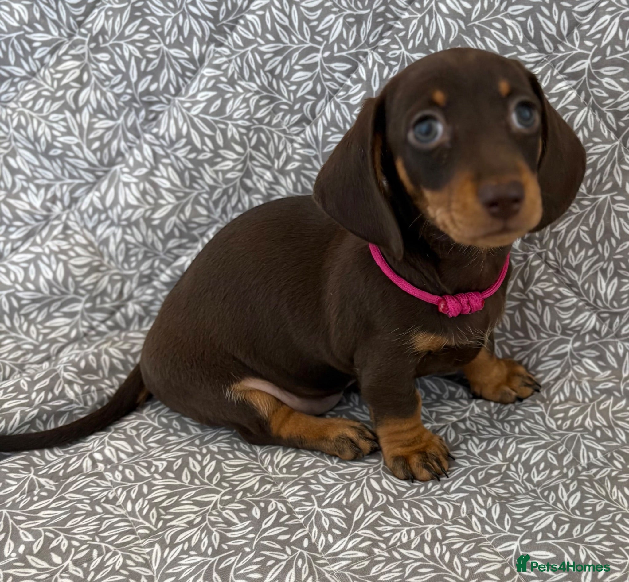 Miniature Dachshund dogs Kc registered ready to leave  - Advert 1