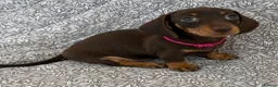 Miniature Dachshund dogs for sale: Kc registered ready to leave  in Basildon - Advert 1