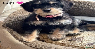 Mixed Breed dogs - Advert 5