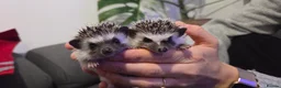 Pygmy Hedgehog rodents for sale: Two females African pigmy hedgehog  - Advert 1