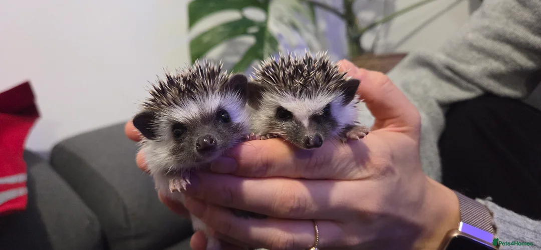 Pygmy Hedgehog rodents for sale: Two females African pigmy hedgehog  - Advert 1