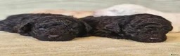 Toy Poodle dogs for sale: Pure Toy Poodle Puppies  in Prestatyn - Advert 12