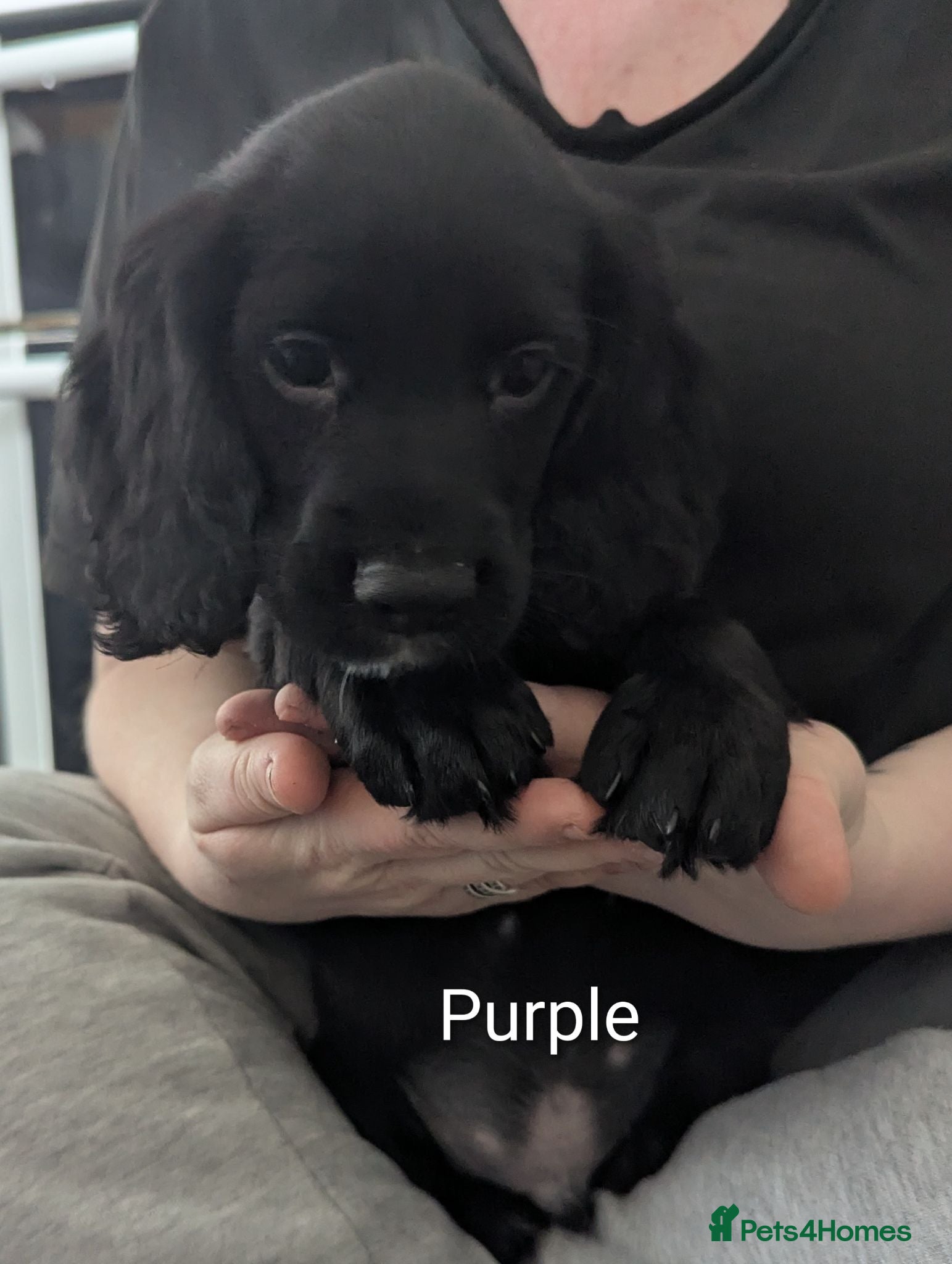 Sprocker dogs Beautiful Sprocker Puppies  - Advert 2