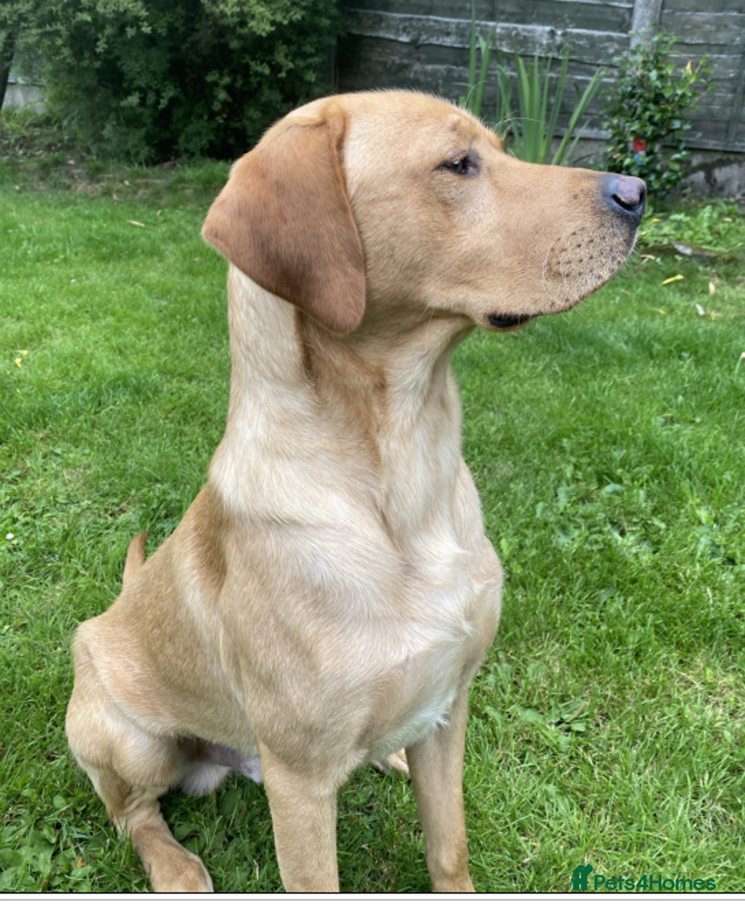 Labrador Retriever dogs for sale: Trained KC registered Labrador - Image 1
