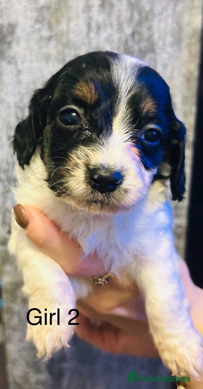 Mixed Breed dogs Adorable doxiepoo puppies last puppy remaining  - Advert 8