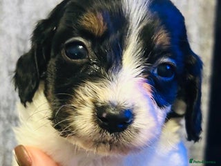 Mixed Breed dogs Adorable doxiepoo puppies last 2 remaining - Advert 2