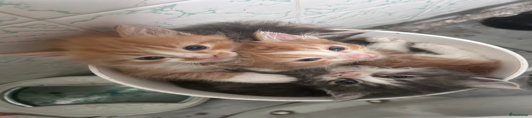 Mixed Breed Kitten 3