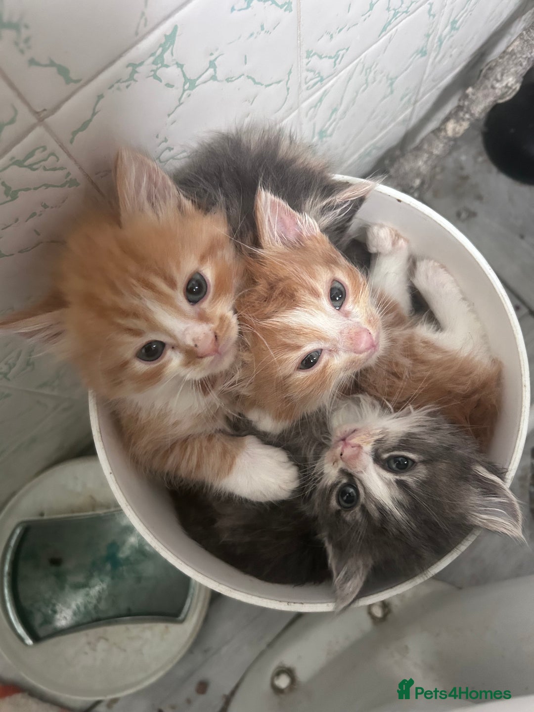 Mixed Breed cats for sale: Two male ginger kittens one female grey and beige  - Image 4