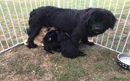 Newfypoo dogs for sale: AMAZING NEWFYPOO TEDDYBEARS  - Image 9