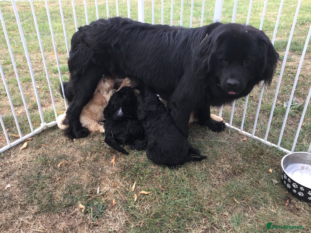 Newfypoo dogs for sale: AMAZING NEWFYPOO TEDDYBEARS  - Image 9