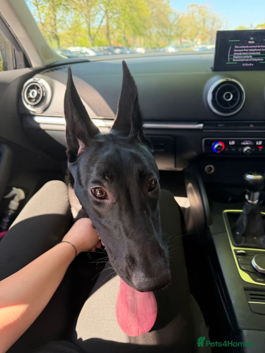 Belgian Shepherd Dog dogs for sale: Female Belgian Malinois  - Advert 1