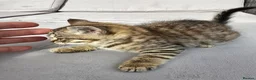 European cats for sale: Playful kittens  - Advert 23