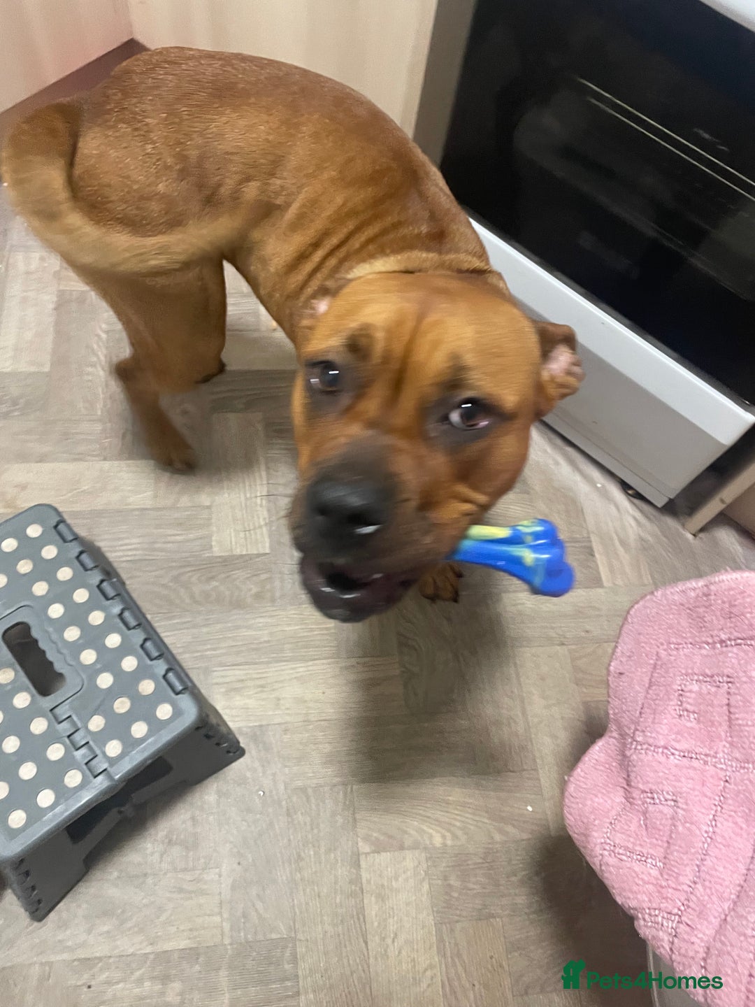 Mixed Breed dogs for sale: Maya x - Image 2