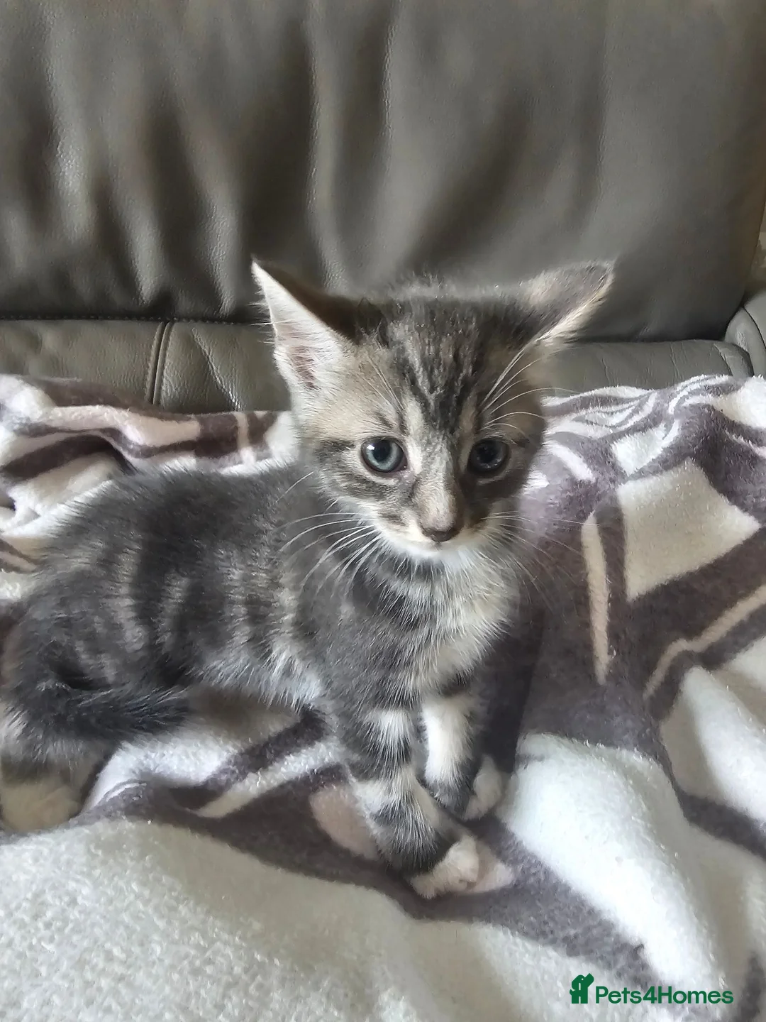 Mixed Breed cats for sale: 2 stunning male kitten (grey & pale ginger) - Advert 11