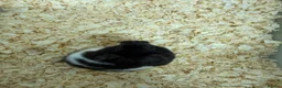 Hamster rodents for sale: Baby Syrian hamsters - Advert 2