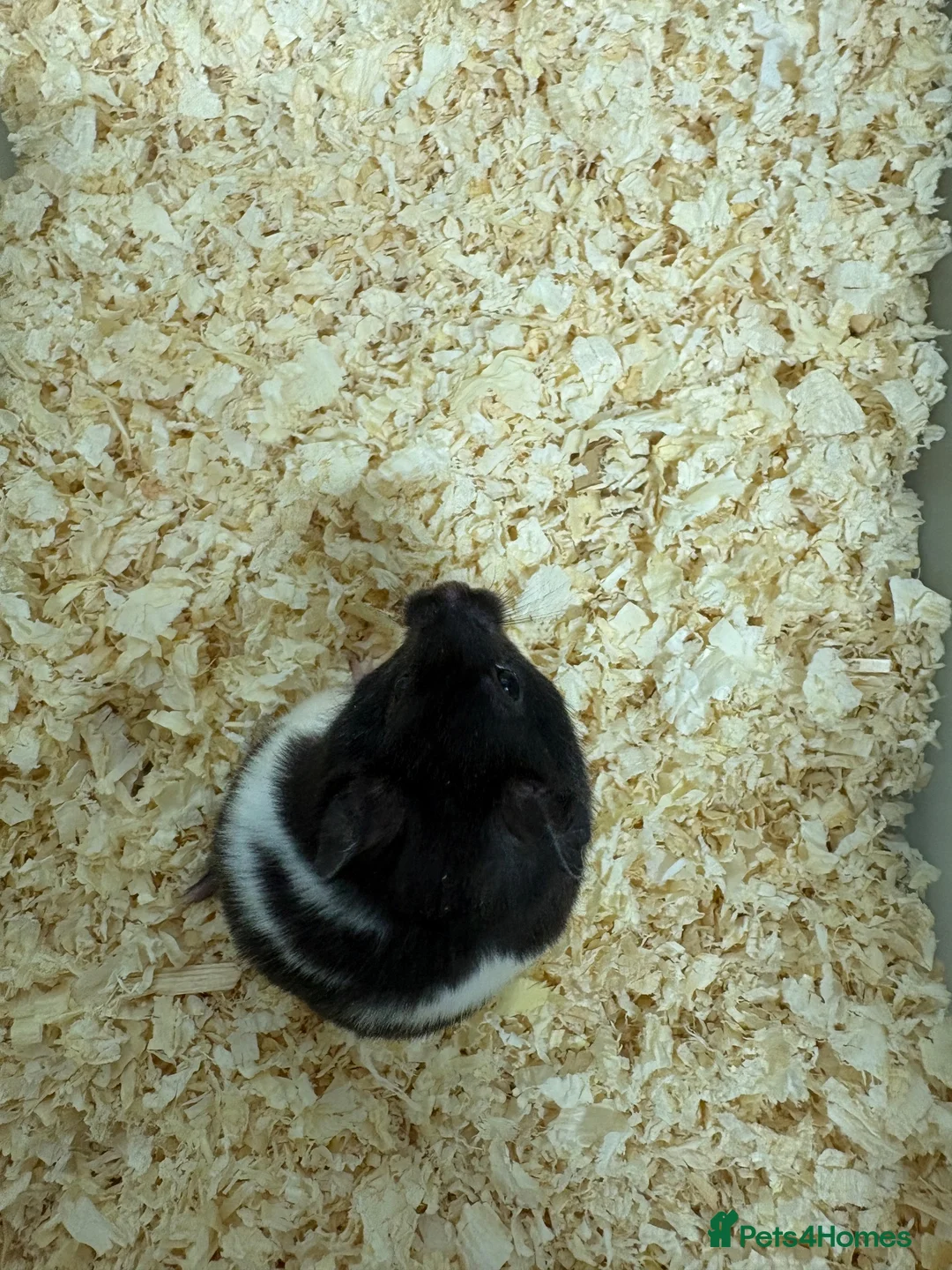 Hamster rodents for sale: Baby Syrian hamsters - Advert 2