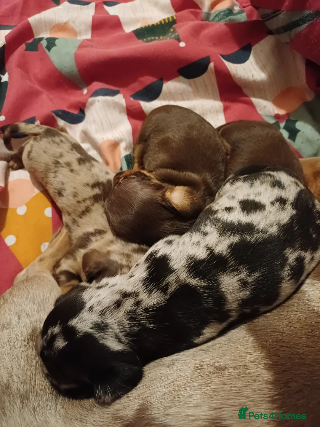 Dachshund dogs for sale: For sale miniature dachshund puppies  - Advert 14
