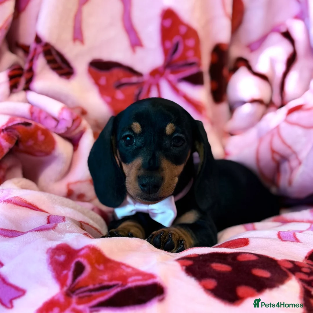 Miniature Dachshund dogs for sale: 💜🎀 FINAL GIRL 🎀💜 - Advert 2