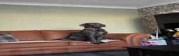 Cane Corso dogs for sale: Cane Corso - Advert 10