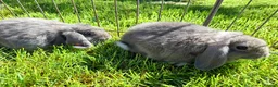 Mini Lop rabbits for sale: Pure breed minilop rabbits - Advert 9