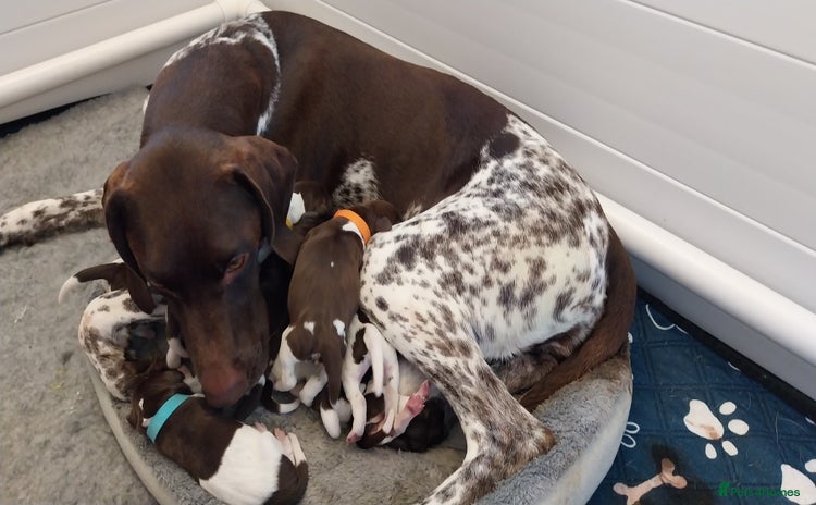 German Shorthaired Pointer dogs - Advert 1