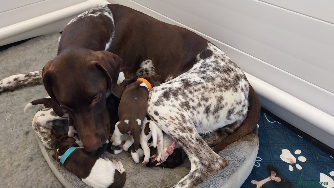 German Shorthaired Pointer dogs for sale: GSP Litter due 12th August  - Image 1