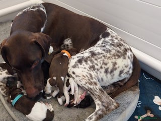 German Shorthaired Pointer dogs - Advert 18