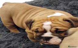 English Bulldog dogs for sale: Purebred English Bulldog Puppies ✨ - Image 7