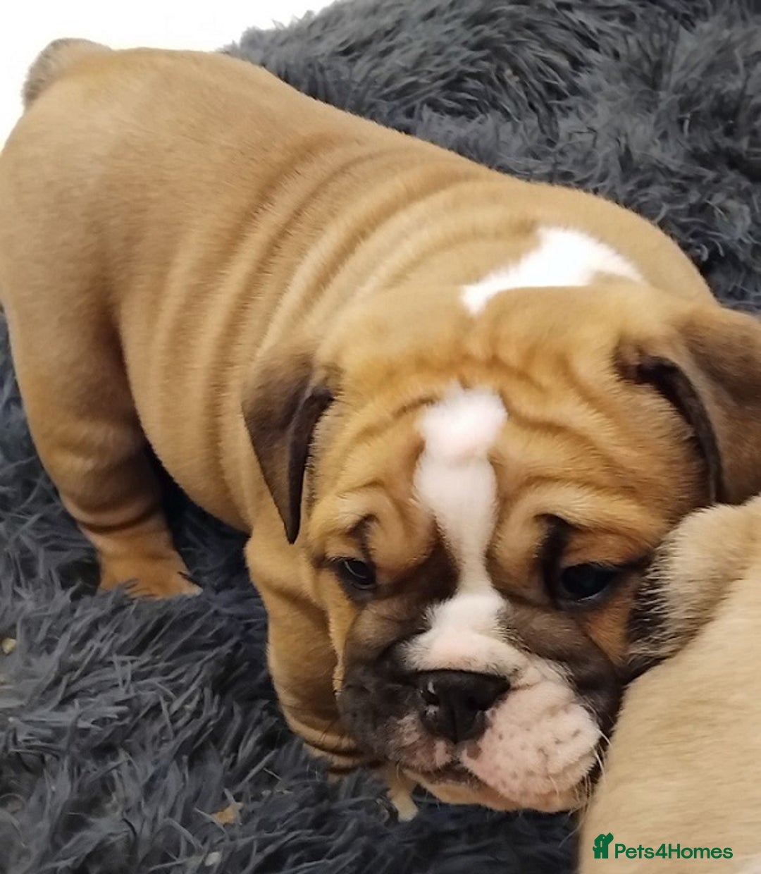 English Bulldog dogs for sale: Purebred English Bulldog Puppies ✨ - Image 7