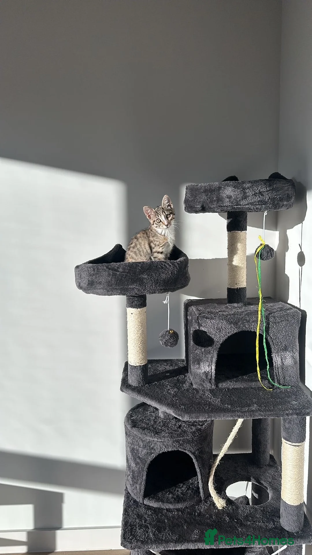 Mixed Breed cats for sale: Beautiful, Healthy Kitten– Ready for Forever Home - Advert 2