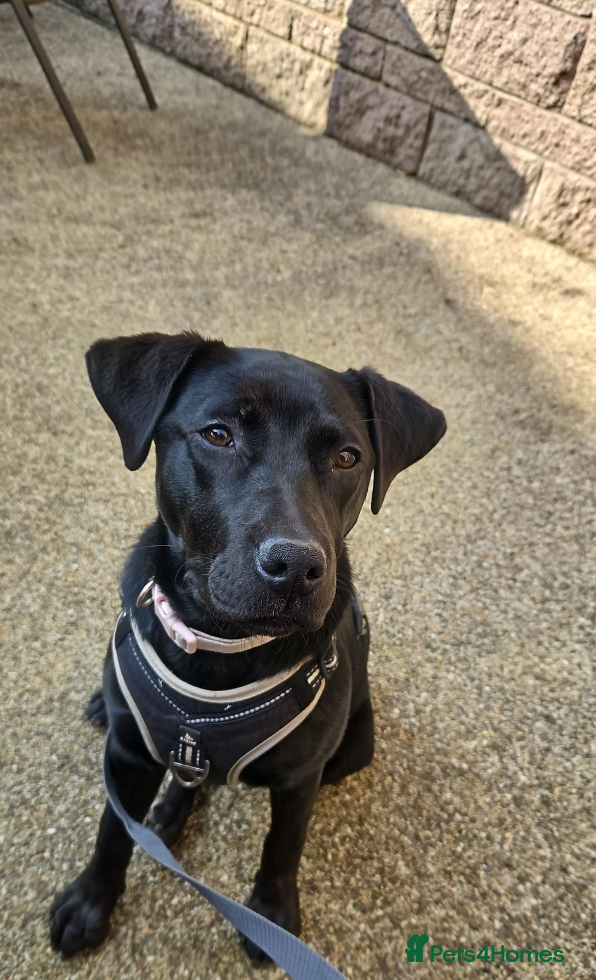 Mixed Breed dogs Daisy - Advert 3