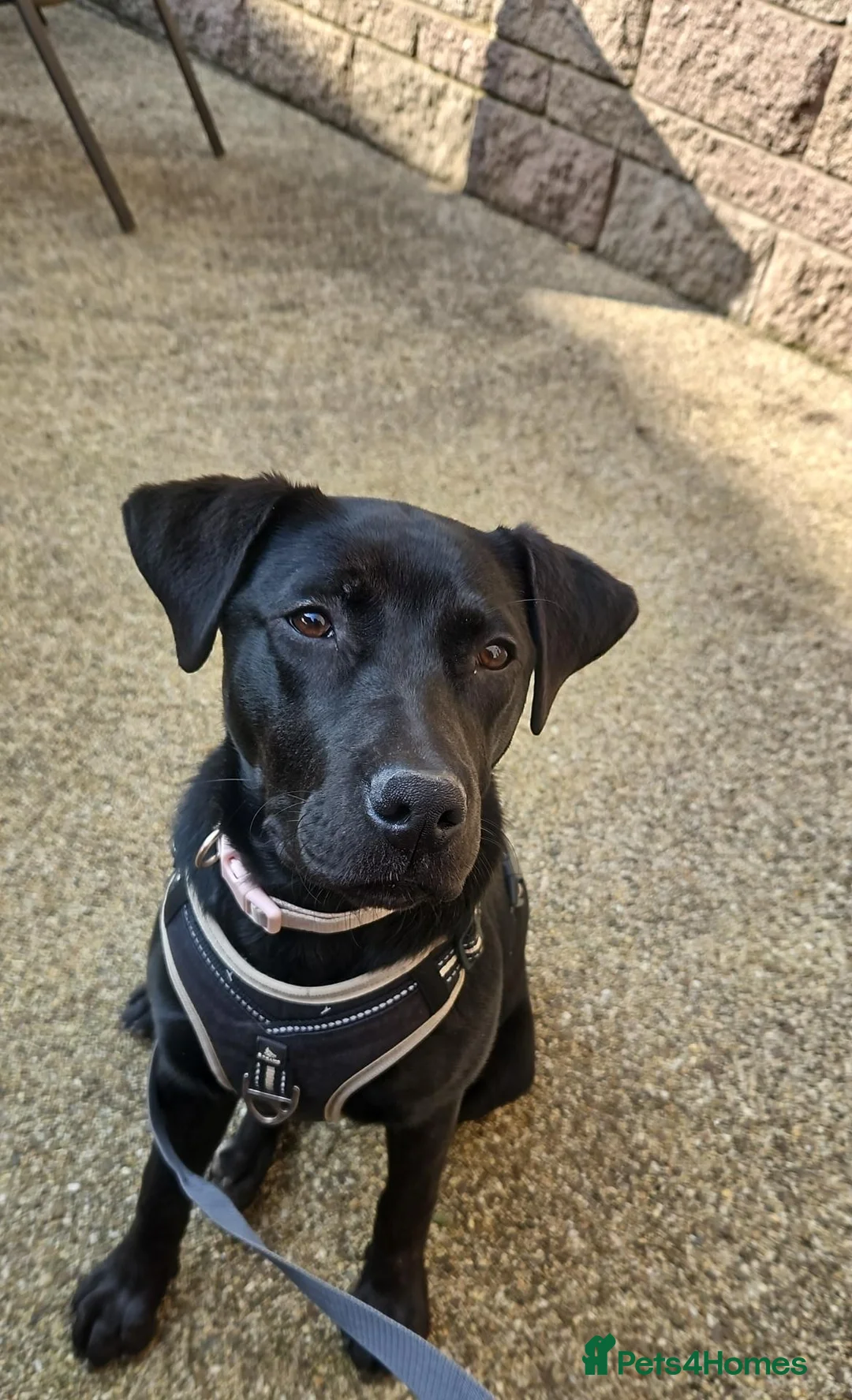 Mixed Breed dogs for sale: Daisy in Oldham - Advert 1