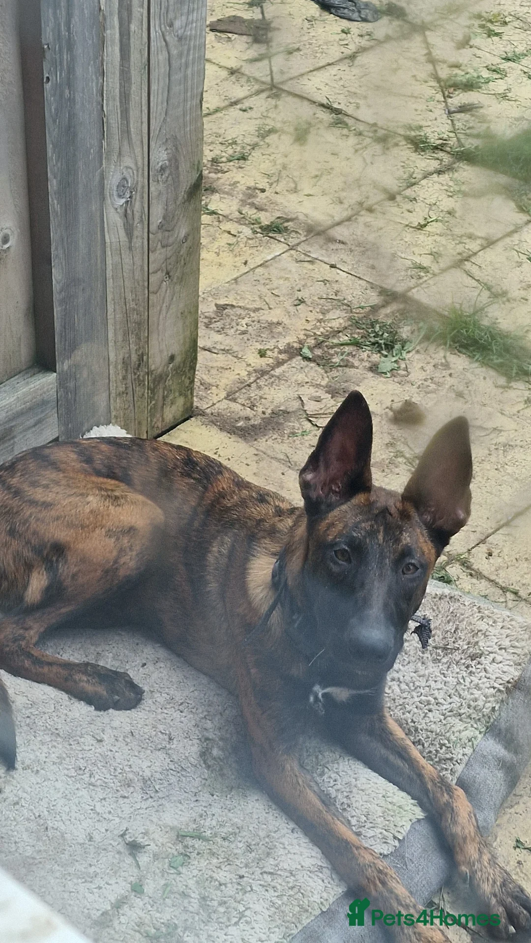 Belgian Shepherd Dog dogs for sale: Belgium malinois x Dutch hearder in Gillingham - Advert 2