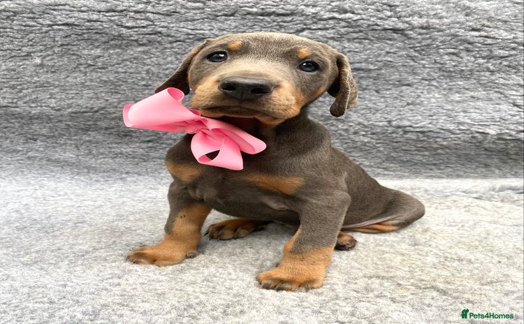Dobermann dogs - Advert 1