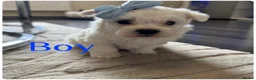 Maltese dogs for sale: Pure white Maltese puppies  - Advert 12