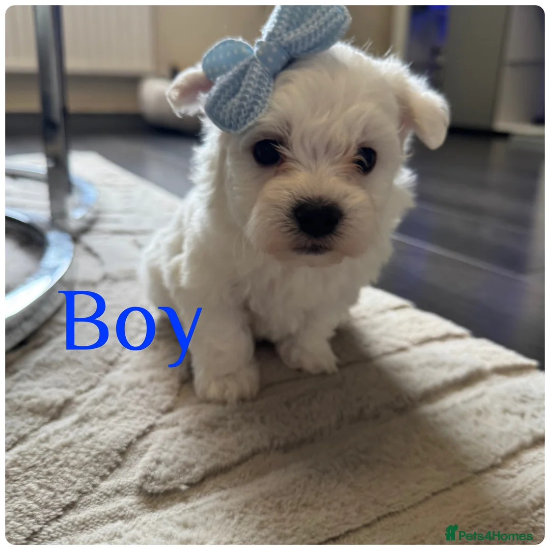 Maltese dogs for sale: Pure white Maltese puppies  - Advert 12