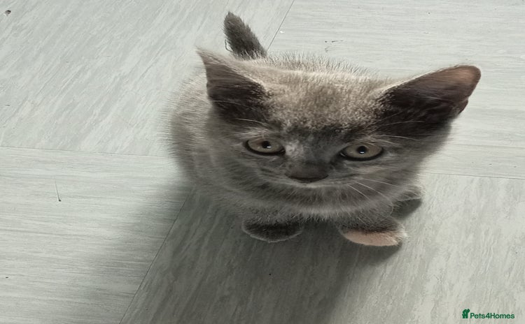 Mixed Breed cats - Advert 7