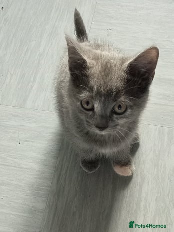 Mixed Breed cats - Advert 13