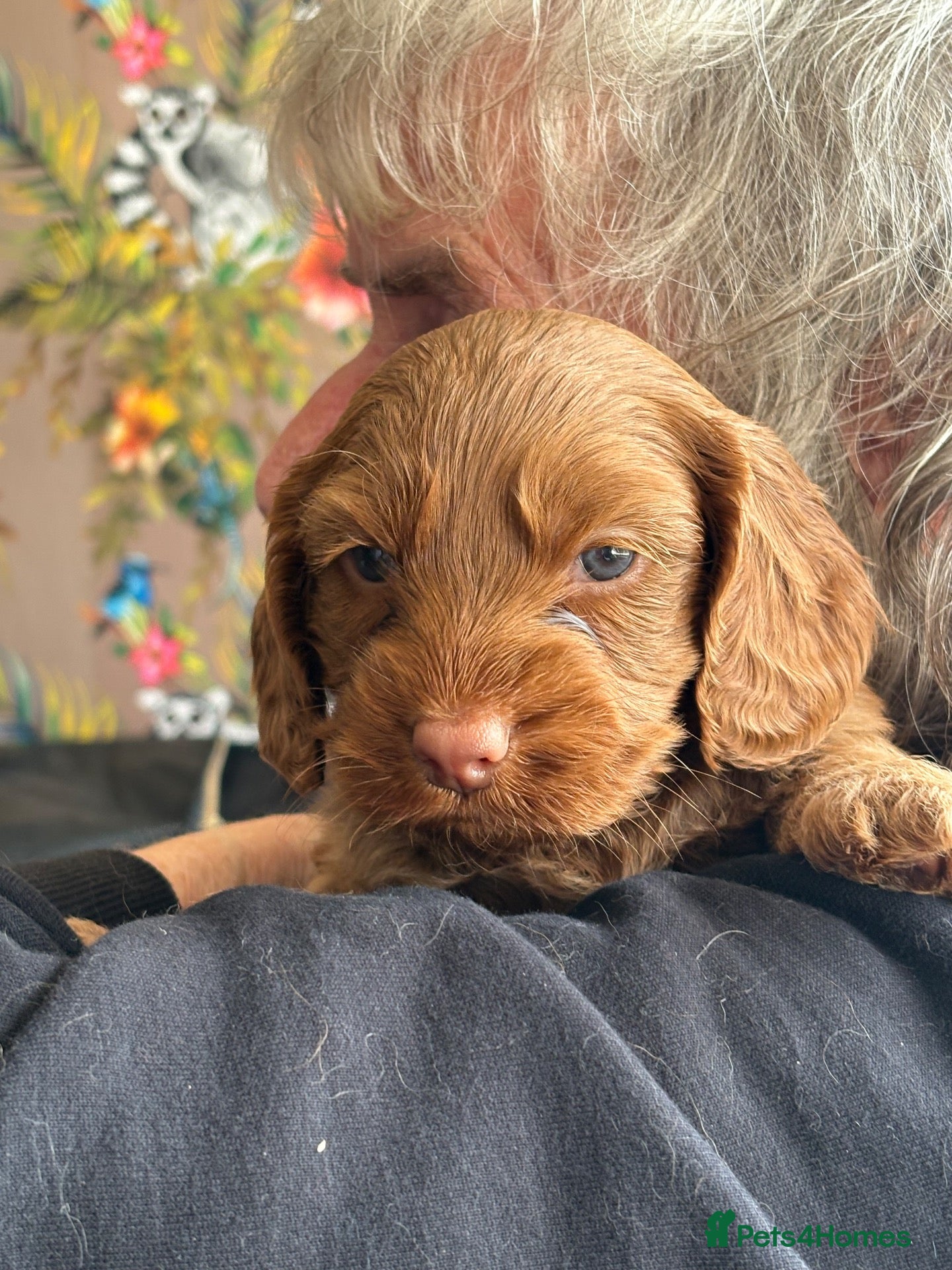 Cockapoo dogs Beautiful Cockapoo puppies - Advert 1