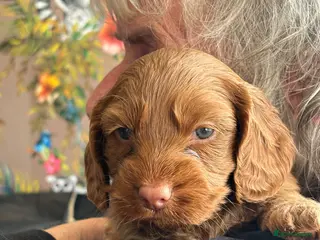Cockapoo dogs Beautiful Cockapoo puppies - Advert 1