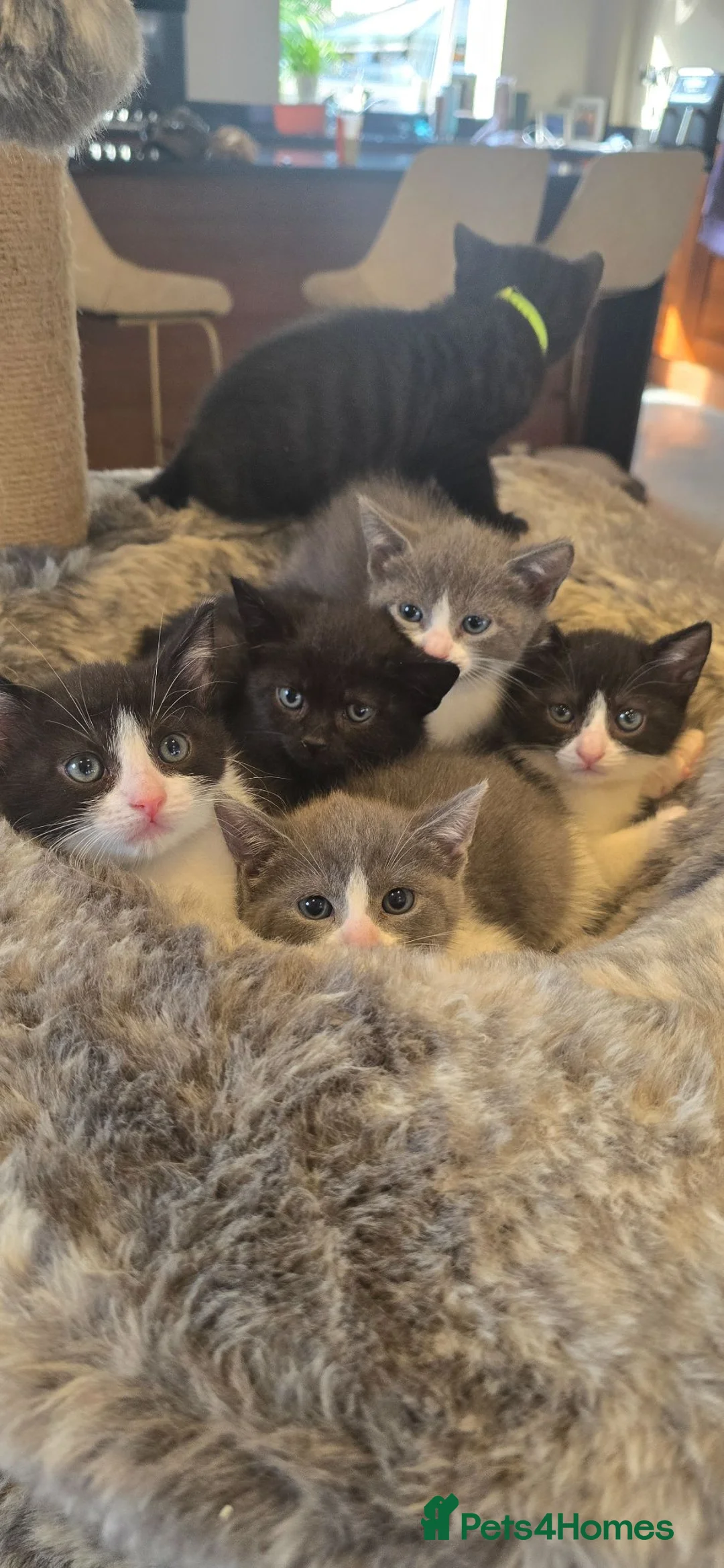 British Shorthair cats for sale: British shorthair half bred kittens - Advert 5